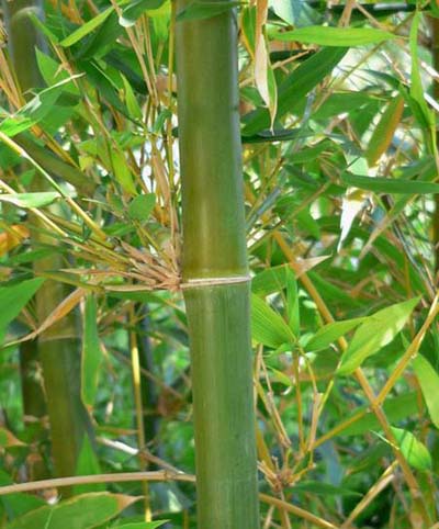 Oldhamii Bamboo
